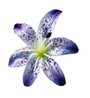 umělá květina, květ lilie, sada 3 ks, polyester, 6x6 cm, námořnická modrá, UK20260007